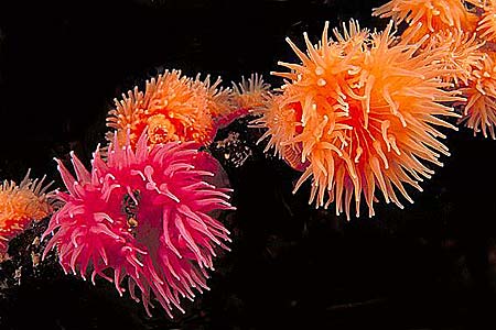 Anemonen