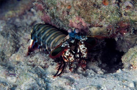 Heuschreckenkrebs