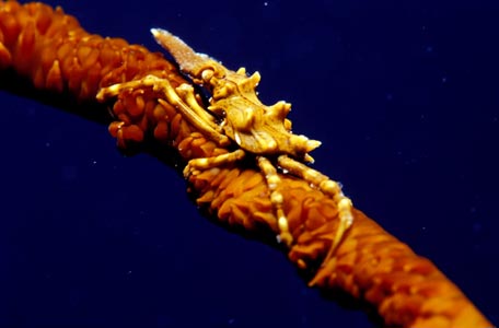Peitschenkoralle