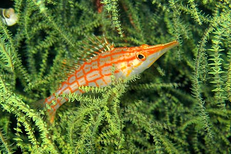 Lombok