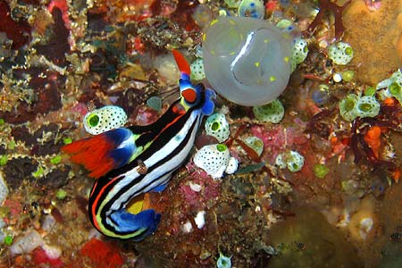 Lombok