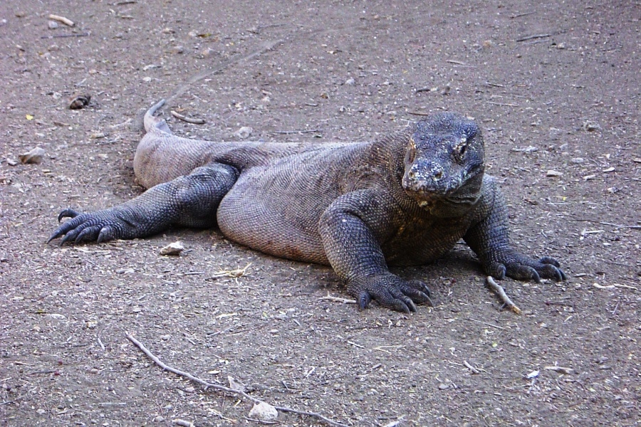 Kalimantan & Sumatra