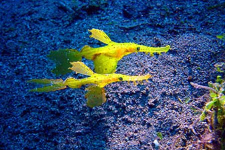 Fetzenfische
