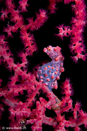Camiguin & Leyte