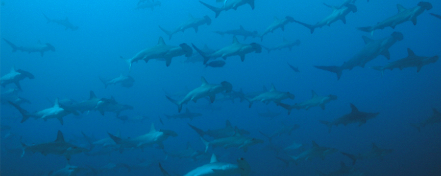 Malpelo / Panama