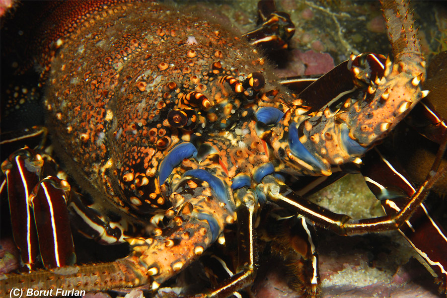 Malpelo / Panama