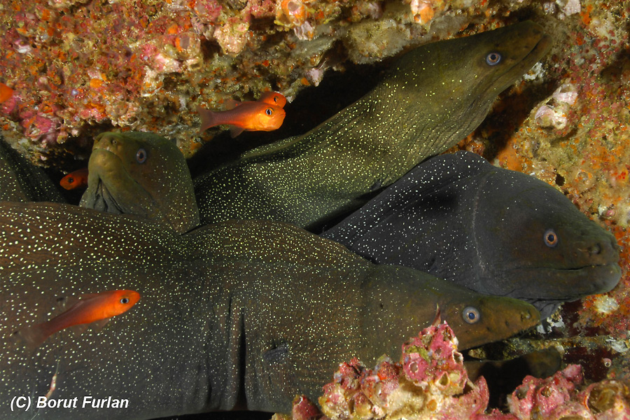 Malpelo / Panama