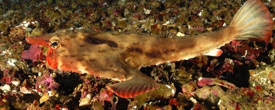 Malpelo / Panama