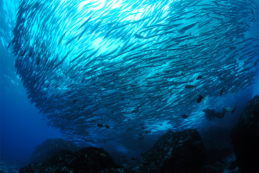 Malpelo / Panama