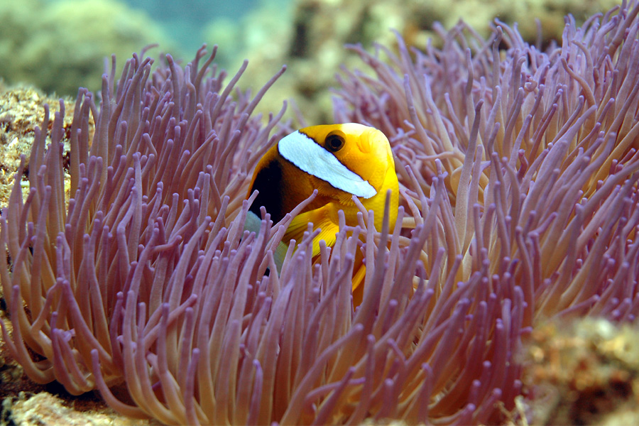 Vanuatu