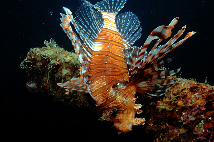 Vanuatu