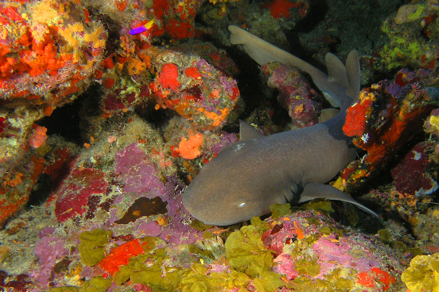 Saba & St. Eustatius