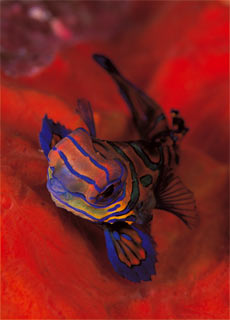 Mandarinfish