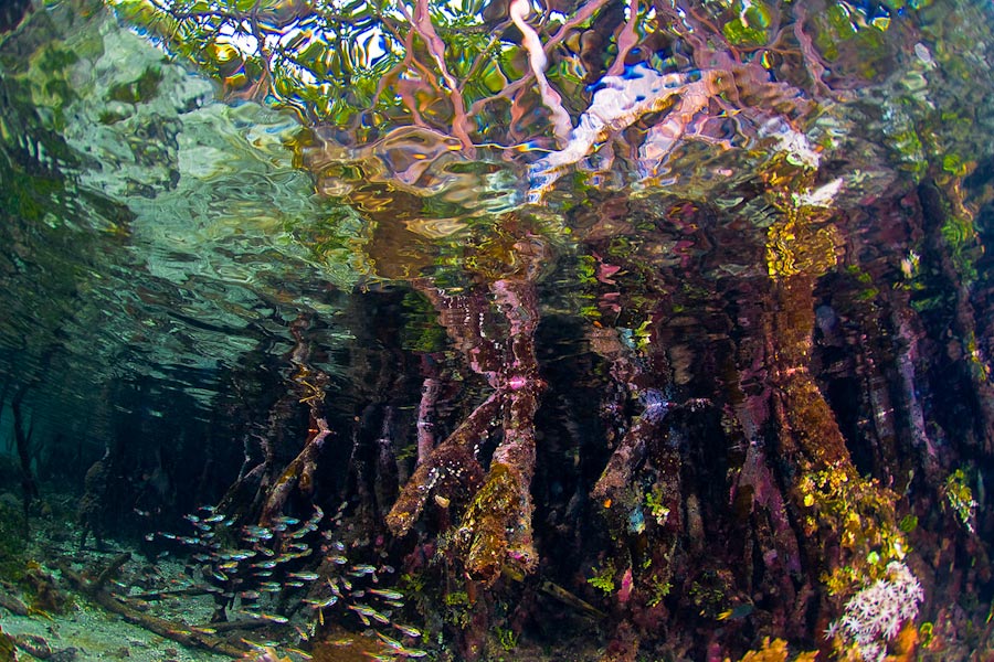 Raja Ampat Explorer