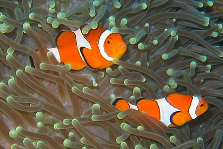 Anemonenfische