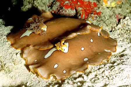 Selayar Dive Resort