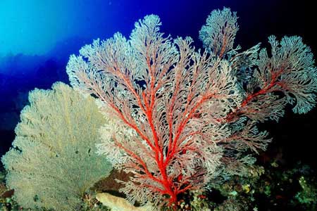 Selayar Dive Resort