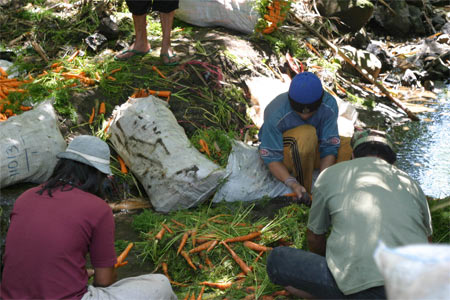 Sulawesische Farmer