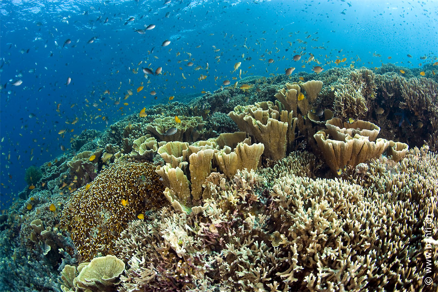 Visayas Safari