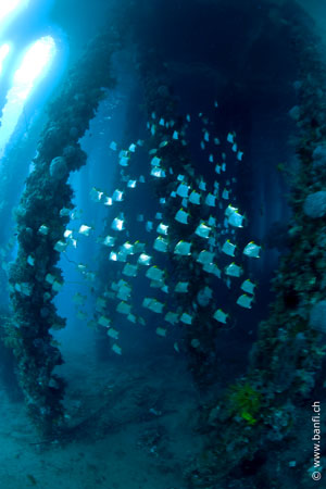 Hippocampus Beach Resort