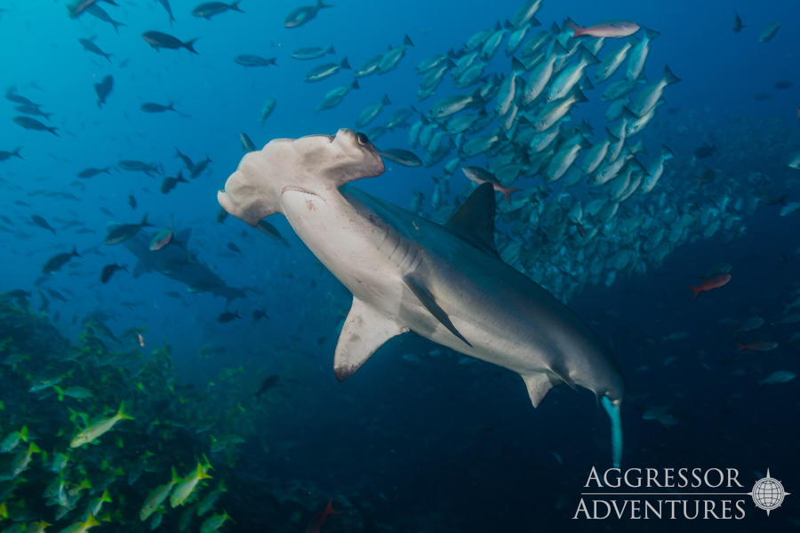 Cocos Island Aggressor