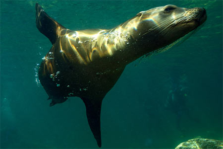 Seelöwe
