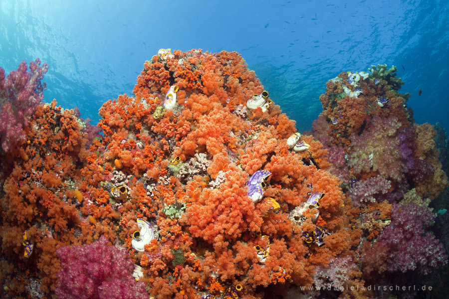 Raja Ampat zum Super Sonderpreis 05/28