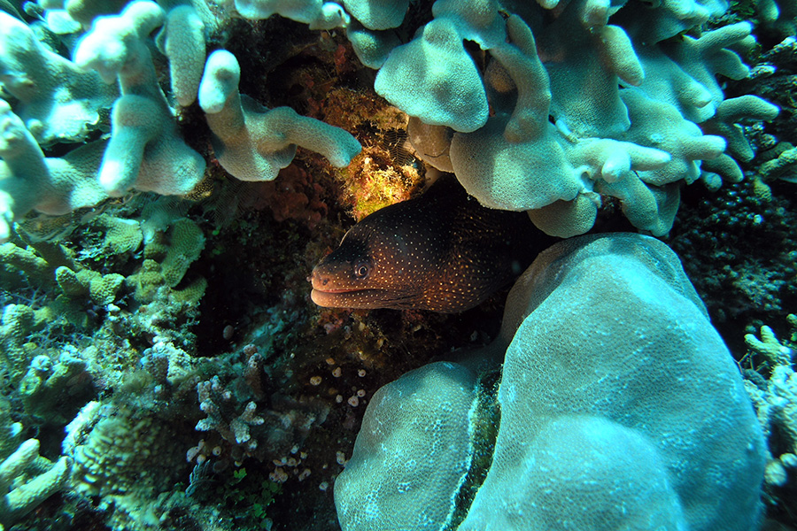 Bastianos Divers Bunaken