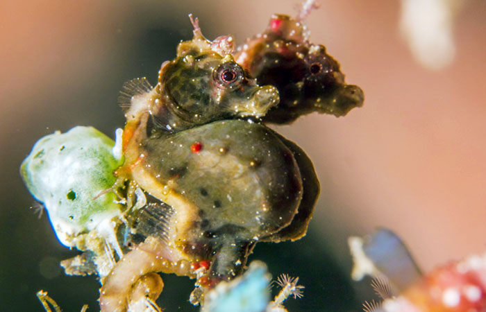 Bastianos Divers Lembeh