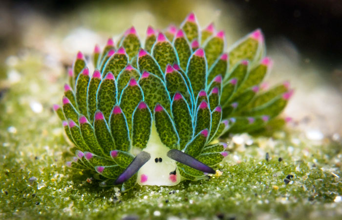 Bastianos Divers Lembeh
