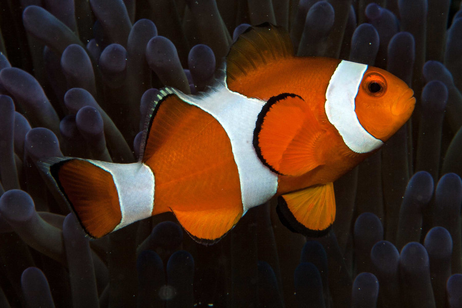 Bastianos Divers Bangka