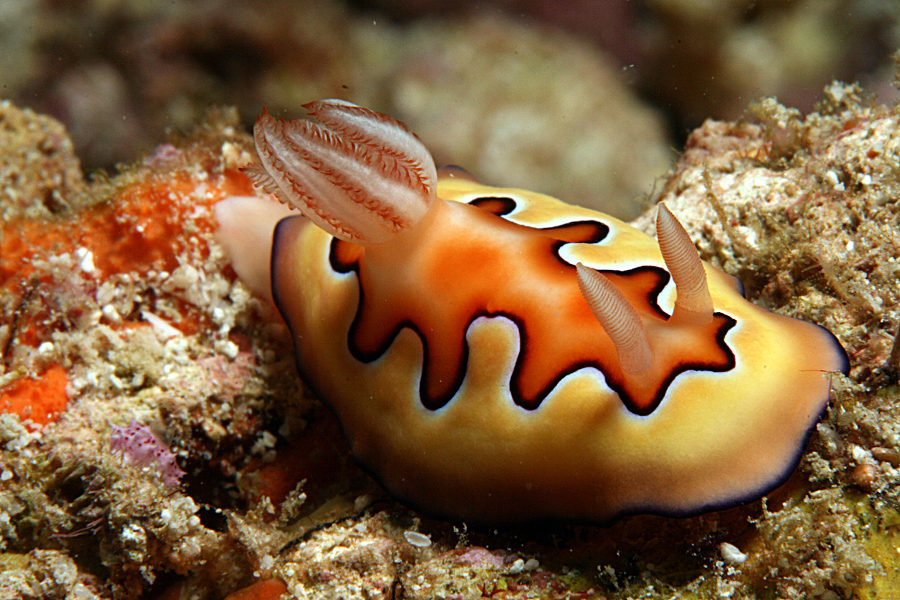 Bastianos Divers Bangka