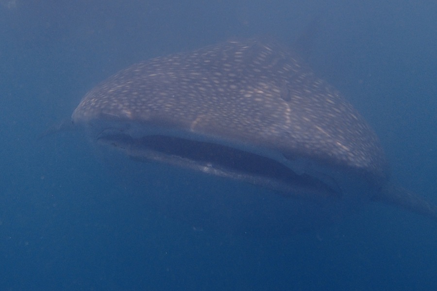 Blue Bay Divers Saronde