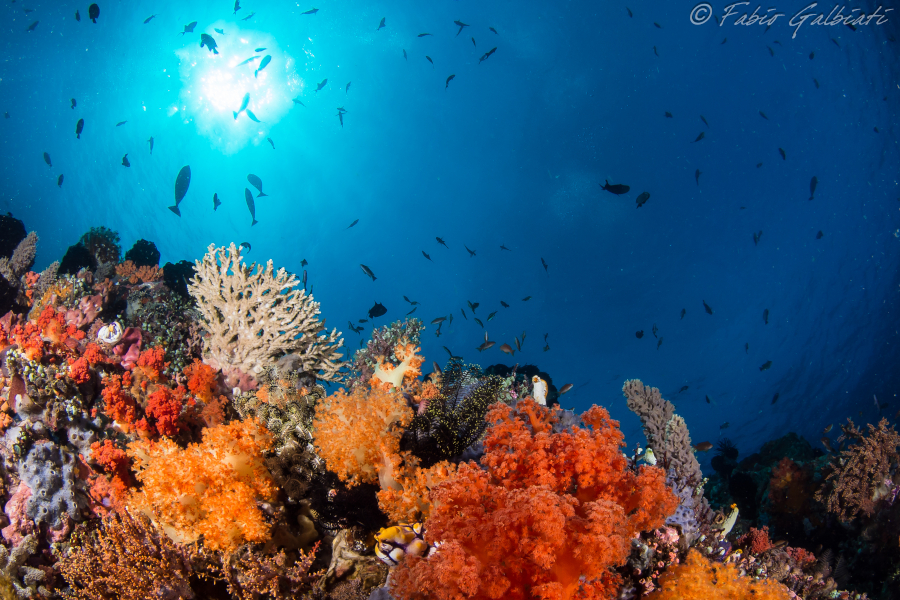 Coral Eye Divers