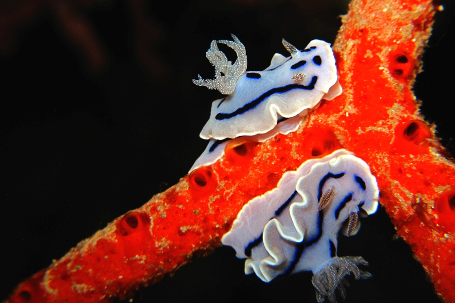 Dive into Raja Ampat