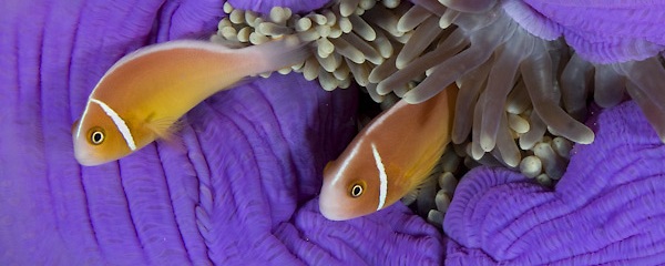 Dive into Raja Ampat