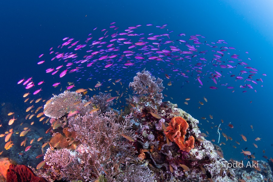 Proco Island Divers