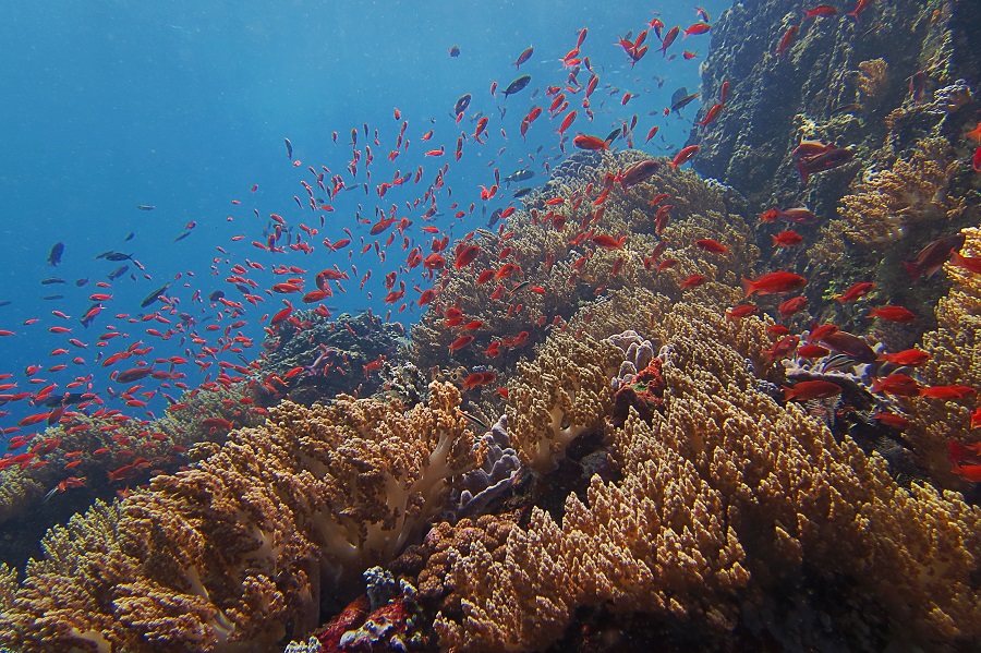 Pulisan Divers