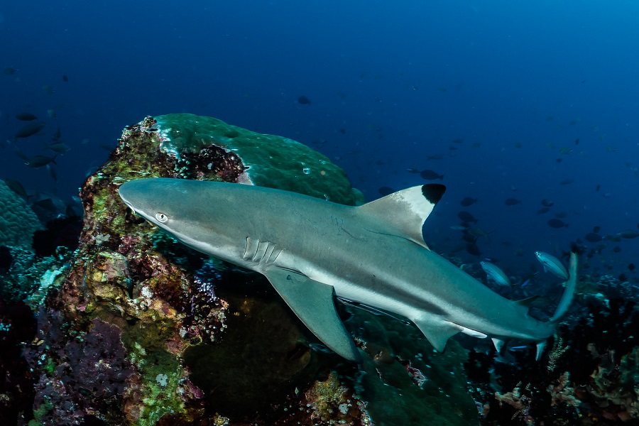 Pulisan Divers