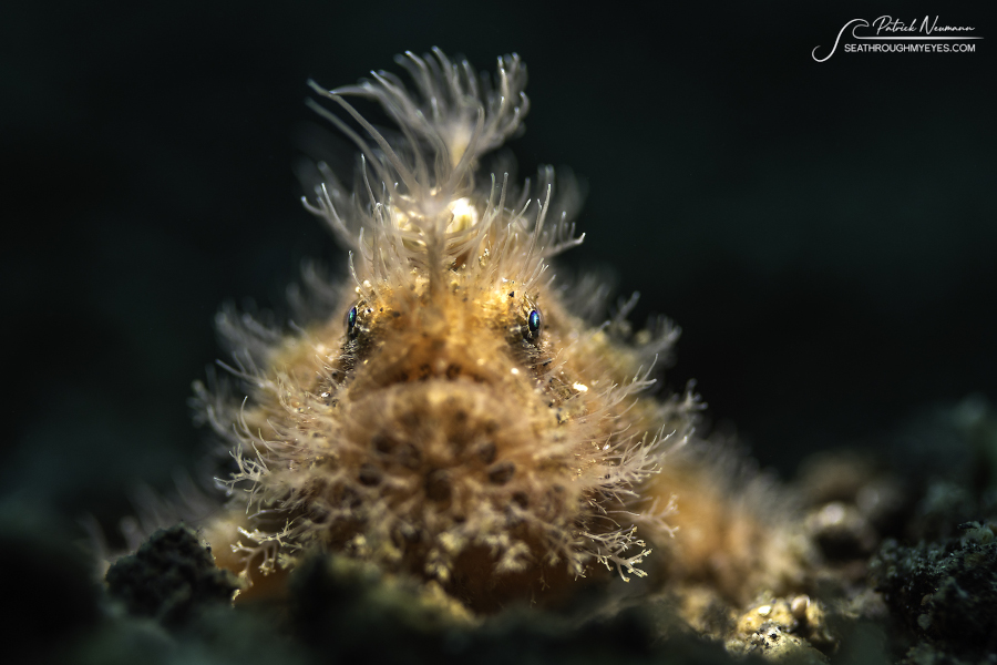 Solitude Lembeh Tauchcenter