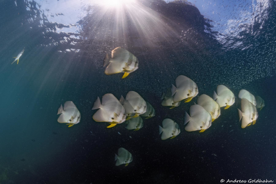Triton Bay Divers