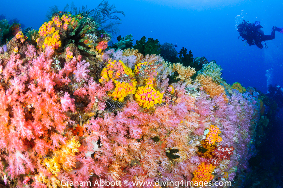 Triton Bay Divers