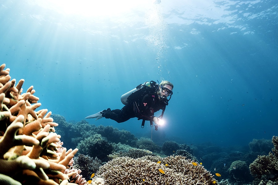 Dive Society Dauin