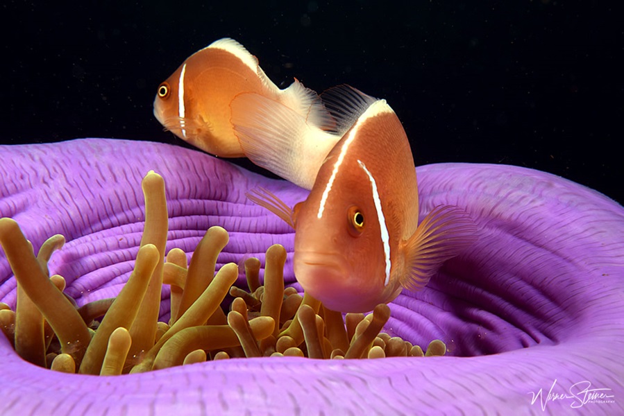 Dive Society Dauin