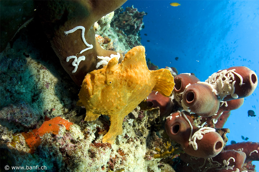 Dive Spot Asia