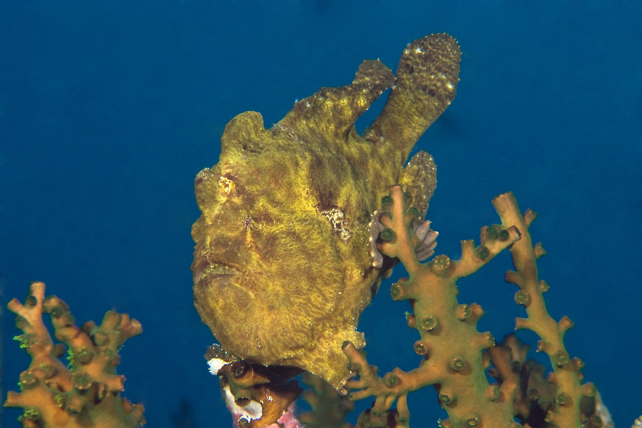 Atlantis Azores