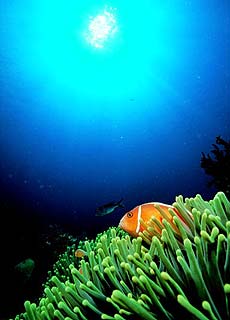 Anemonenfisch