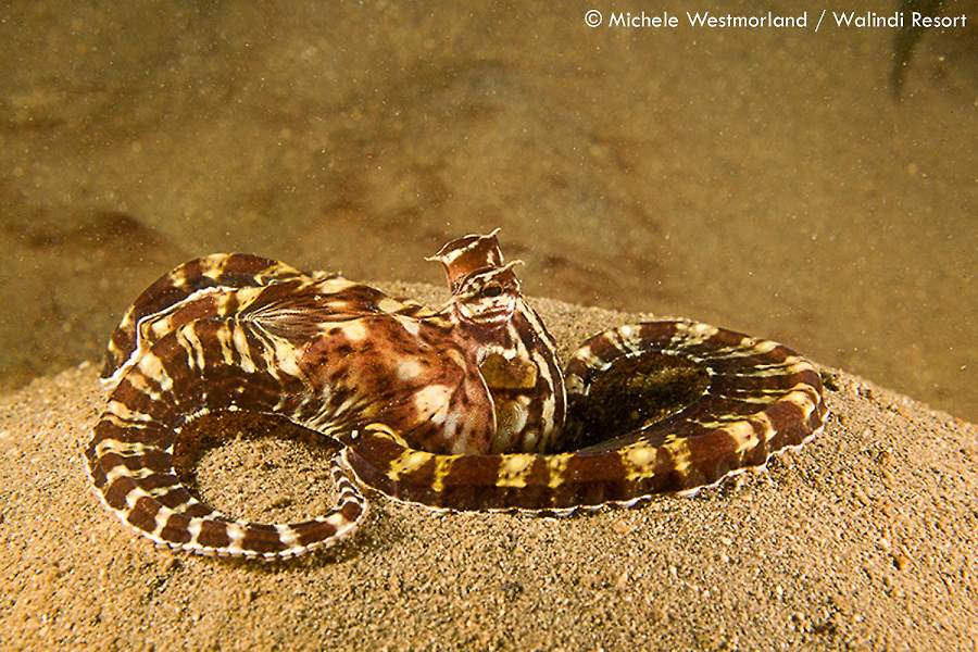 Febrina