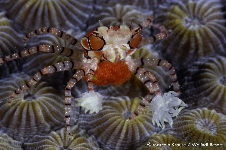 Febrina