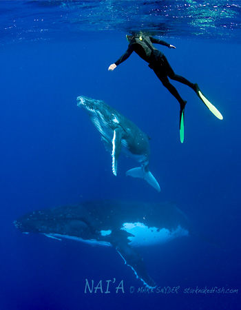 Buckelwale bei Tonga